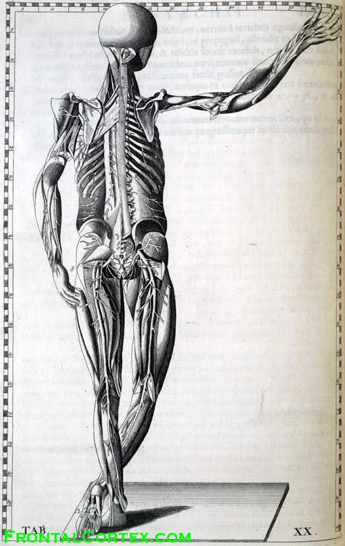 Illustration of the Human Nervous System, by Eustachi