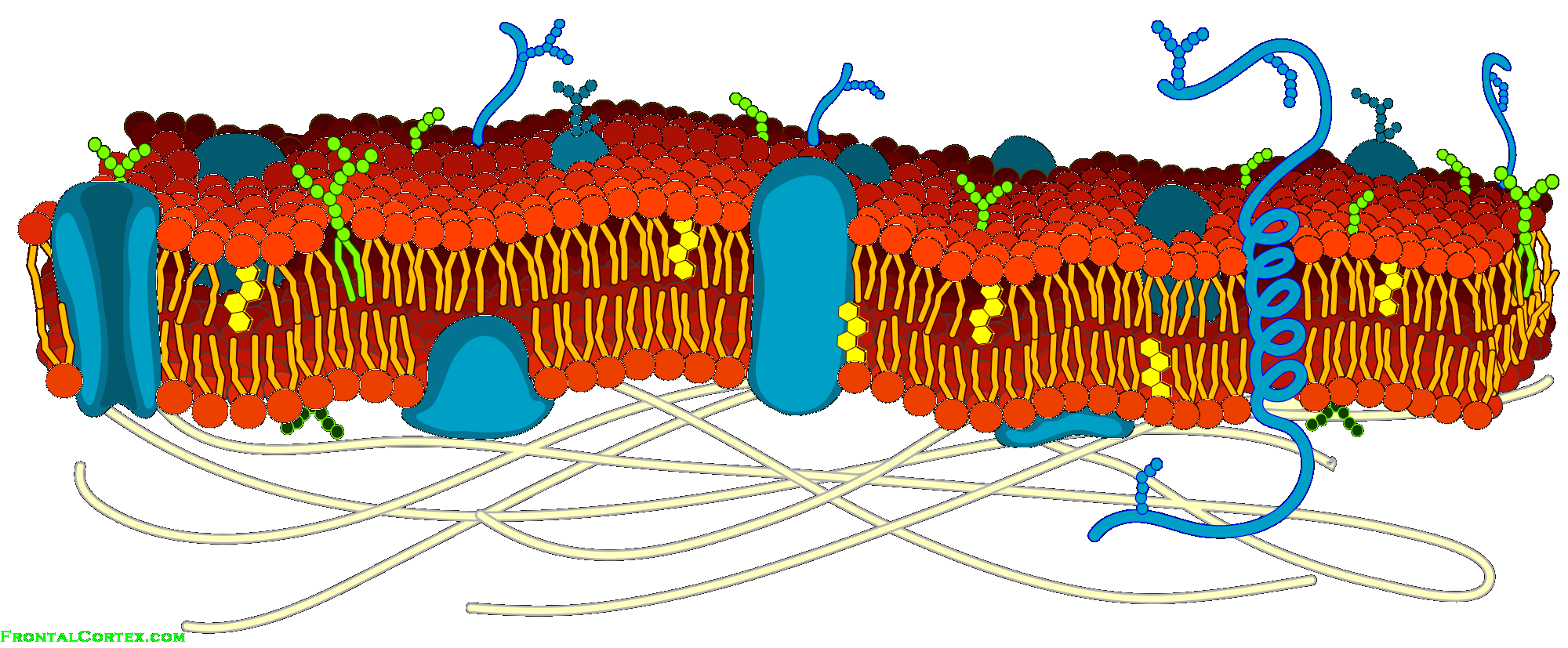 Cell Membrane Detailed Diagram Blank