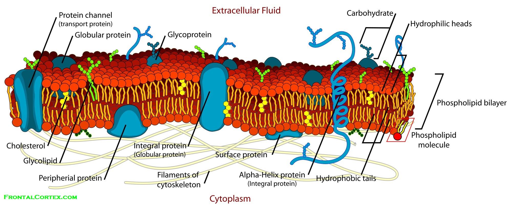 Cell Membrane Detailed Diagram Labeled