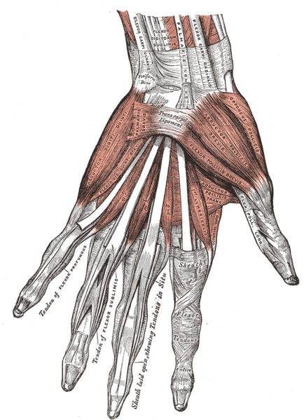 The muscles of the palmar surface of the left hand.