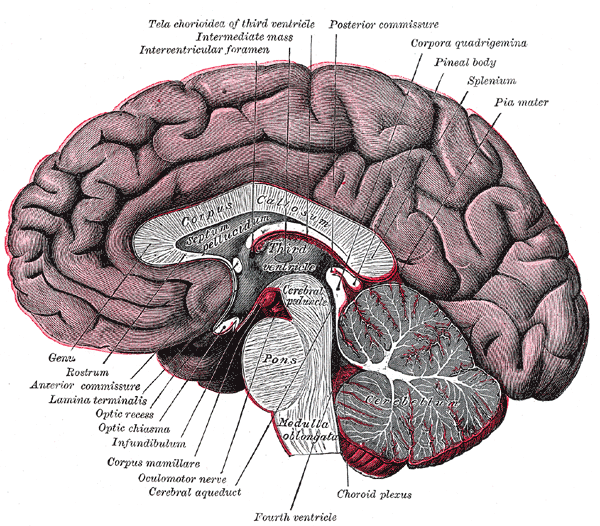 Midsagittal section of brain - illustration from Gray's anatomy