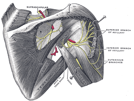 Axillary Motor Nerve - Anatomy