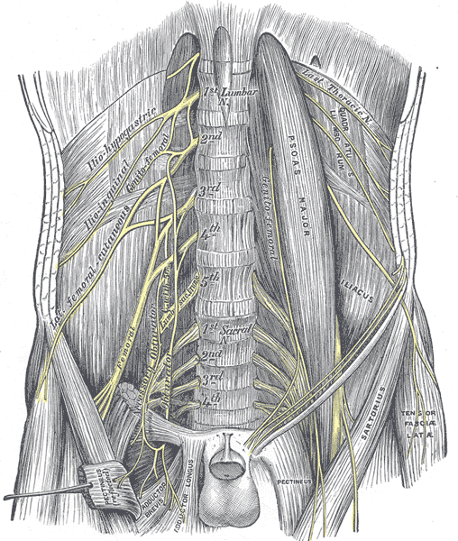 Lateral Femoral Cutaneous Sensory Nerve  Anatomy