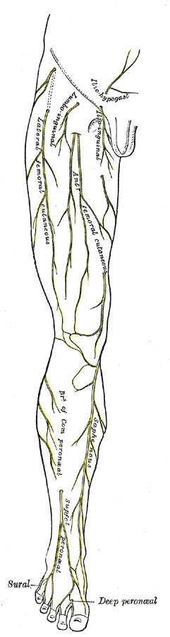 Lateral Femoral Cutaneous Sensory Nerve â€“ Anatomy