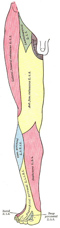 Cutaneous nerves of the right lower extremity.