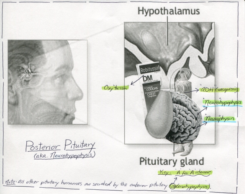 Anterior vs. Posterior Pituitary Hormones