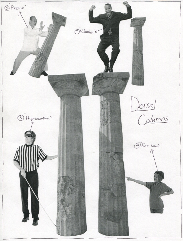 Dorsal Columns