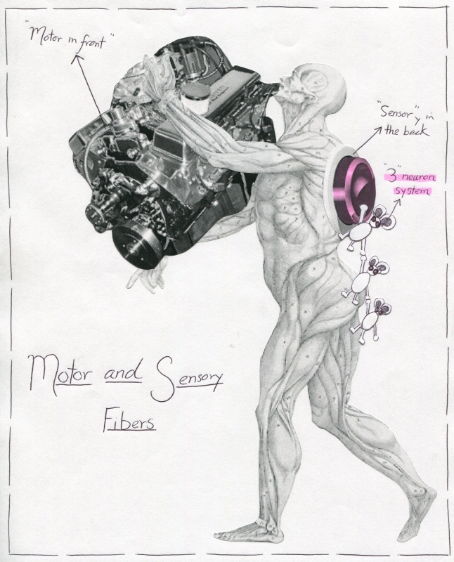 Motor vs. Sensory Fibers