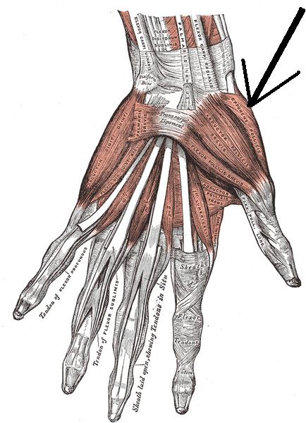 Opponens pollicis highlighted