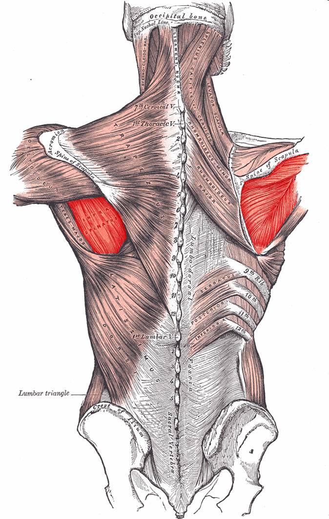 This cartoon shows the infraspinaous muscles highlighted.
