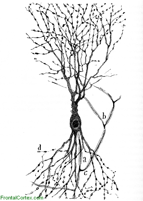 Illustration of a hippocampal neuron