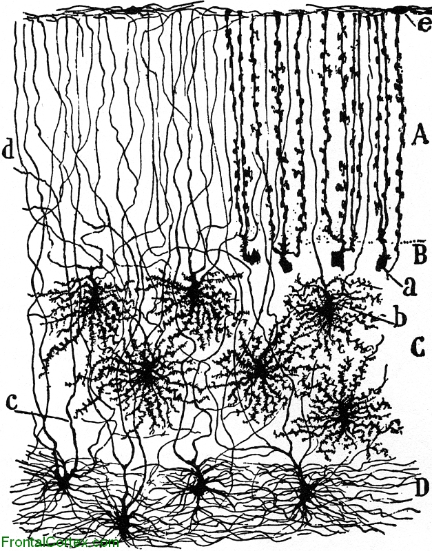 Illustration of the Neural Circuitry of the Cerebellum