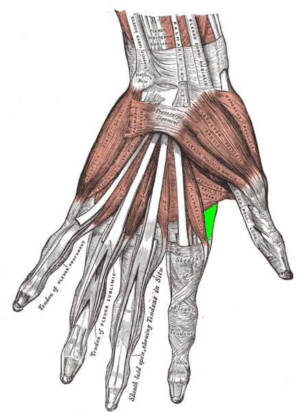 First Dorsal Interosseous Muscle, Highlighted
