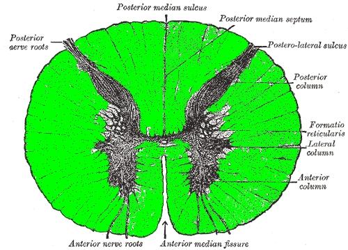 Thoracic Spinal Cord Cross-Section, Highlighted