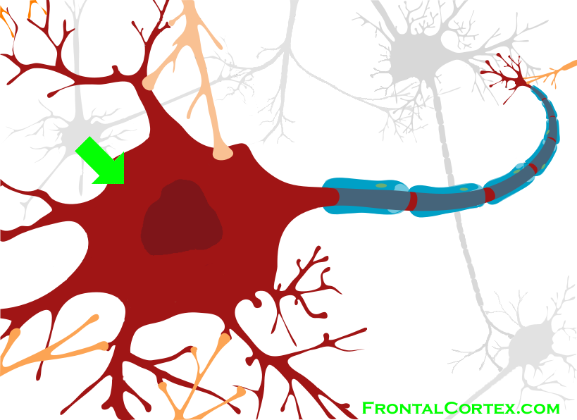 Neuron - Soma