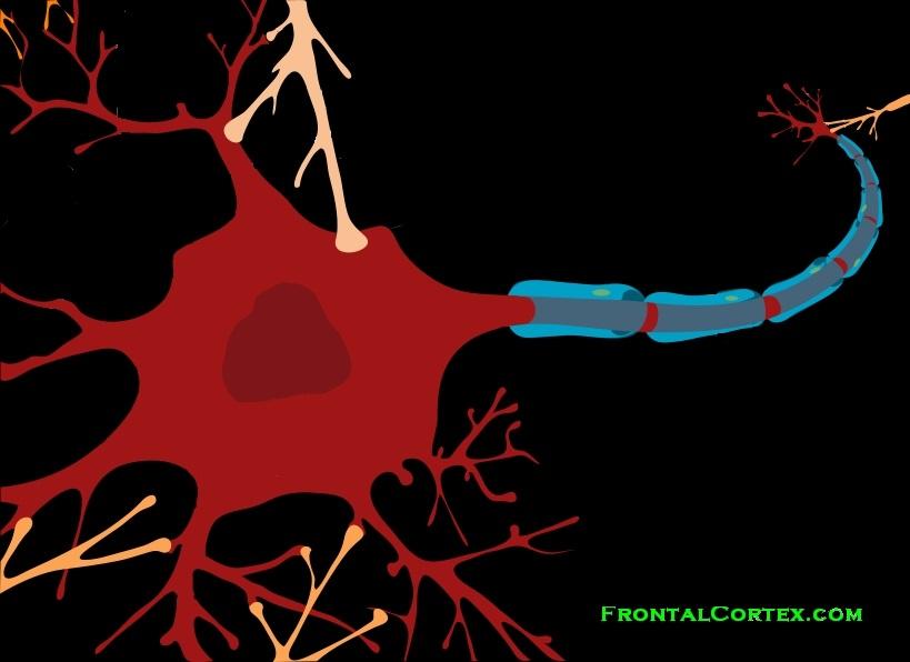 Neuron with afferent connections