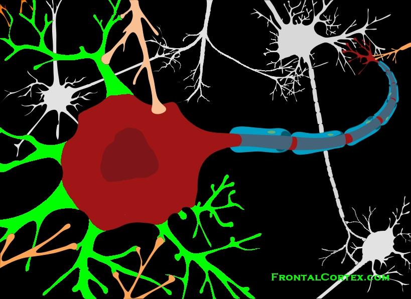 Neuron dendrites