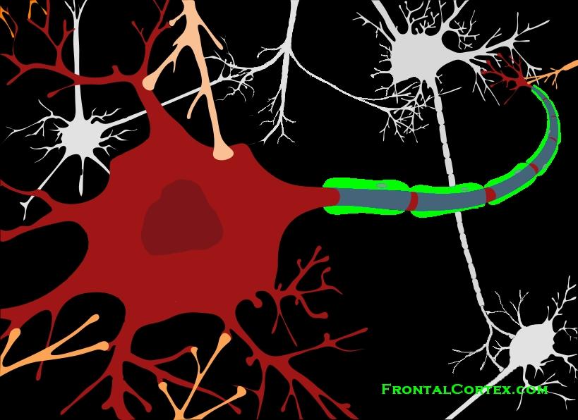 Neuron myelin