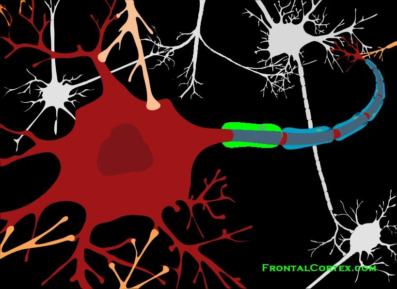 Neuron myelin segment
