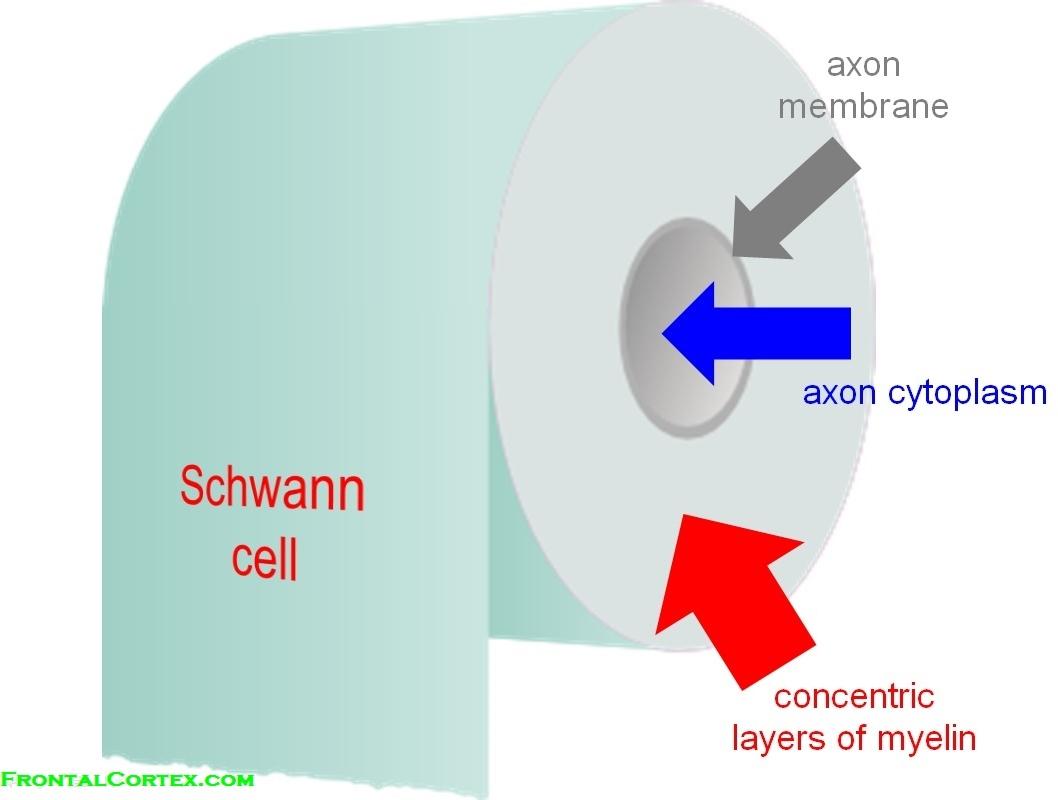 How myelin wraps around an axon