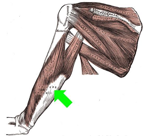 Triceps with arrow