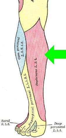 Saphenous Nerve â€“ Sensory distribution with arrow