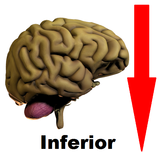 Inferior