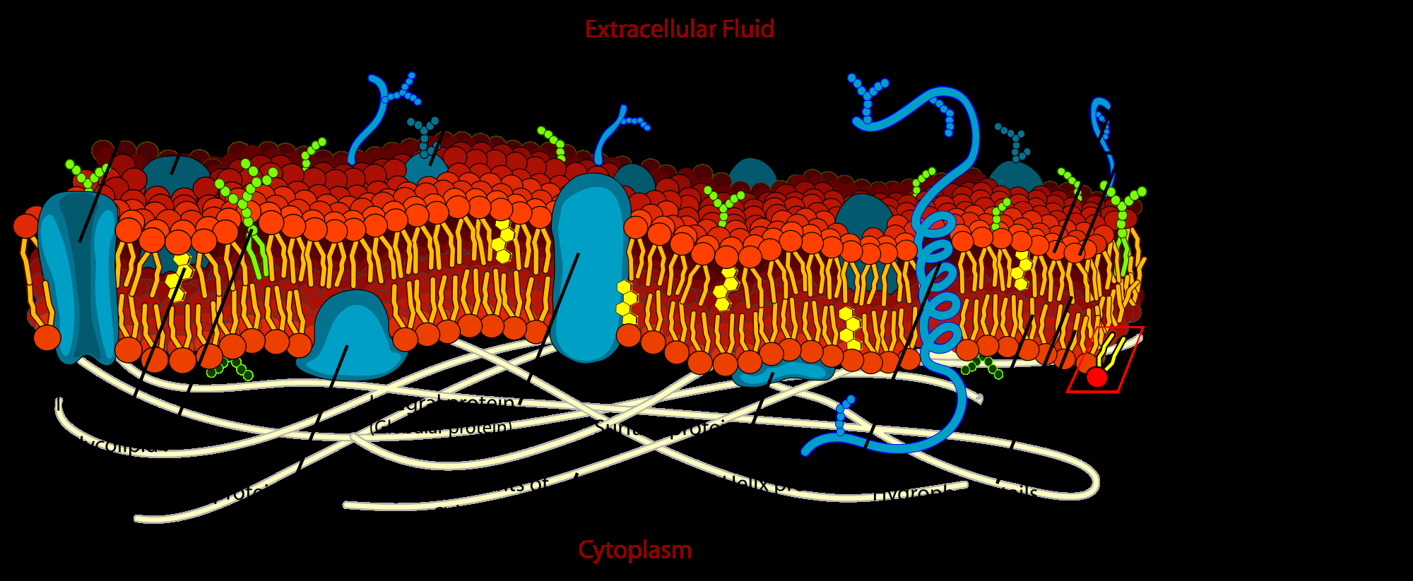 Cell Membrane Detailed Diagram Labeled