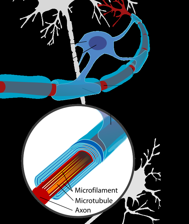 Neuron with oligodendrocyte and myelin