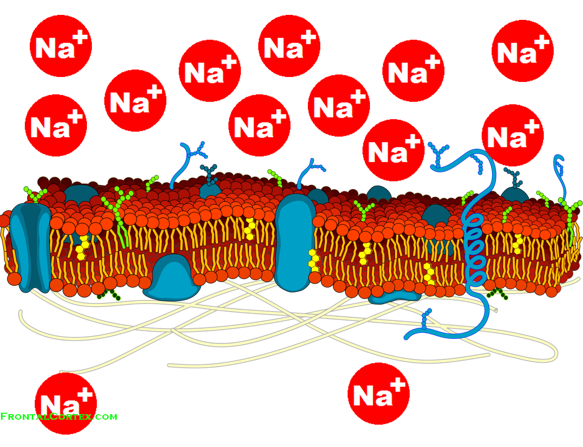 cell sodium gradient