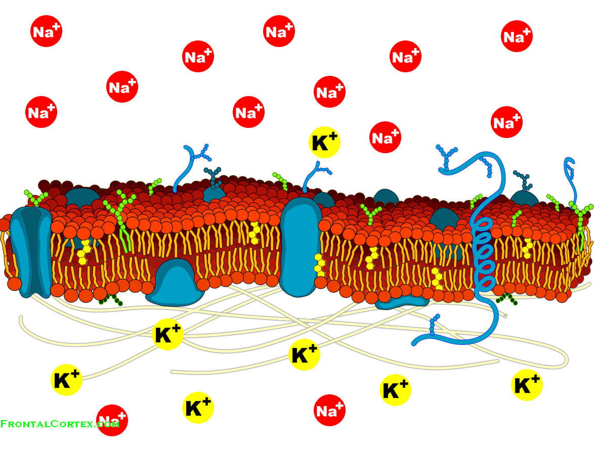 cell sodium and potassium