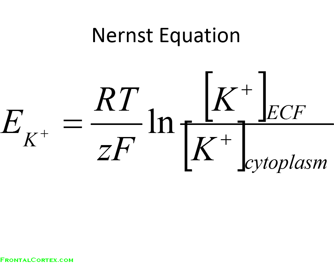 Nernst potassium