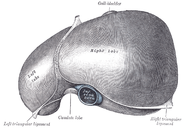 Gray1085.png
