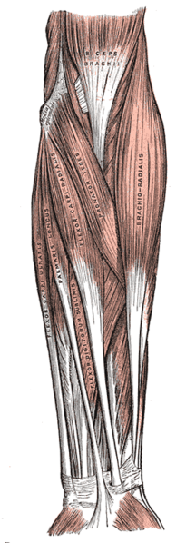 Flexor Digitorum Superficialis