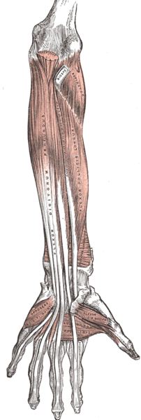 Flexor Digitorum Profundus To Digit 3