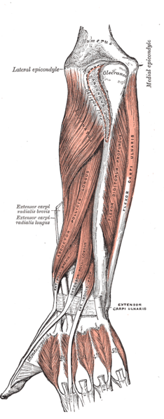 Extensor Indicis