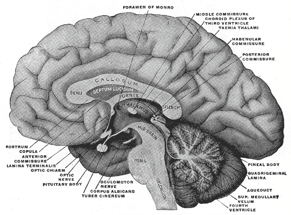 midsagittal section of brain - illustration from Gray's anatomy