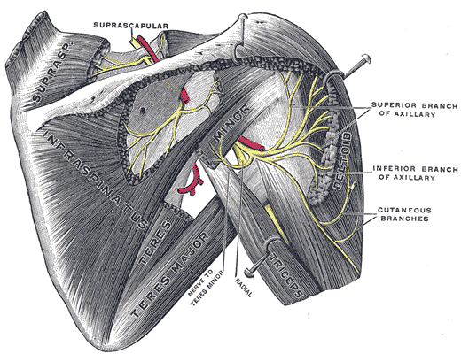 Deltoid