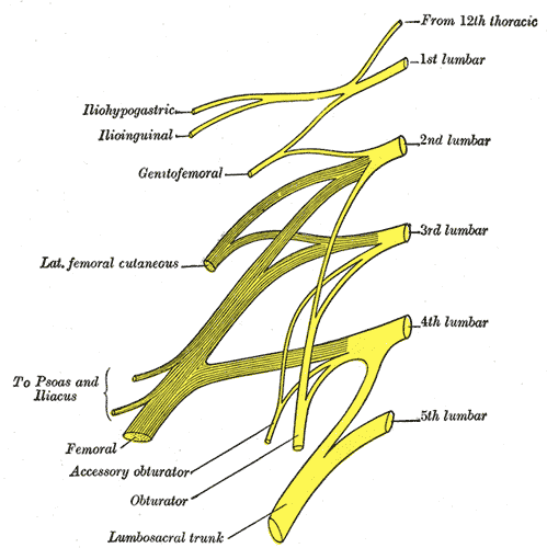 Lumbar Plexus diagram.