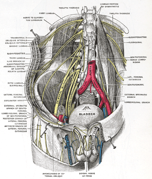 Lumbar Plexus