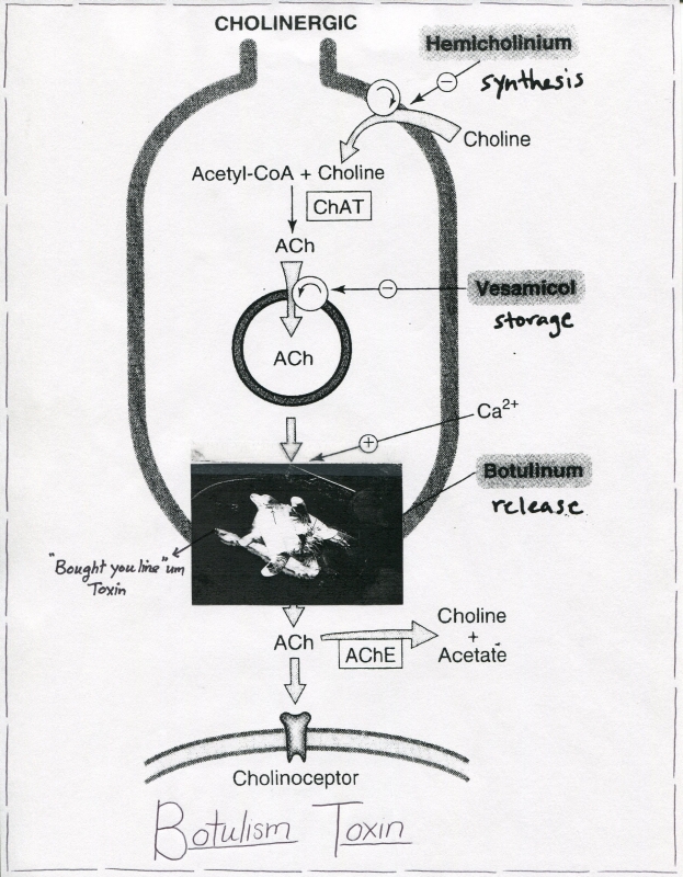 Botulinum Toxin