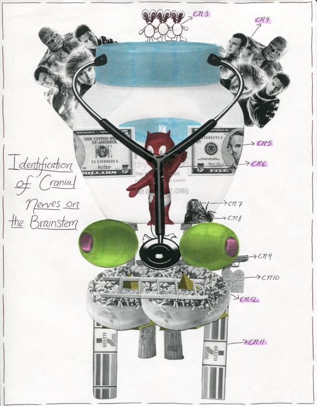 Brainstem Cranial Nerve ID