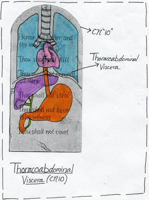 Cranial Nerve 10 Function 2