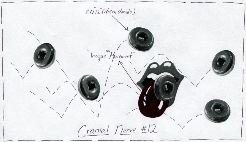 Cranial Nerve 12 Function