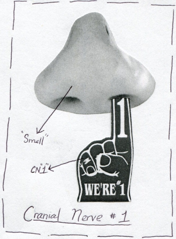 Cranial Nerve 1 Function