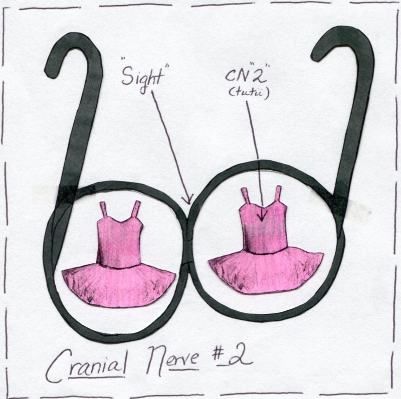 Cranial Nerve 2 Function