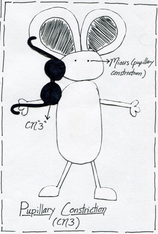 Cranial Nerve 3 Function