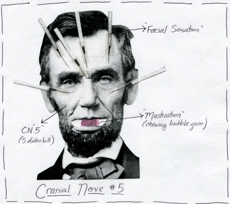 Cranial Nerve 5 Function