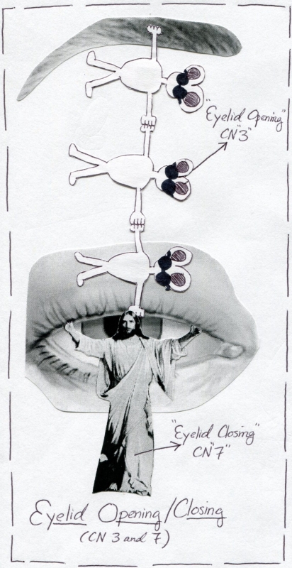 Cranial Nerve 3 And 7 Function