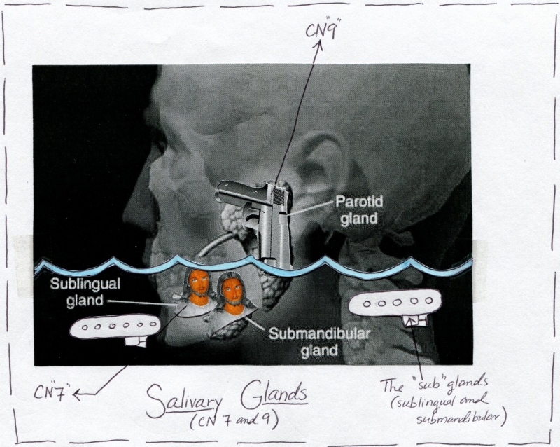 Cranial Nerve 7 And 9 Function